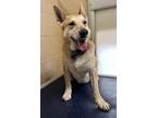Adopt Foxy a Tan/Yellow/Fawn - with White Carolina Dog / Mixed dog in Newport