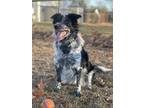 Adopt Luna a Black - with White Bearded Collie / Mixed dog in Burlington