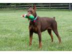 Adopt JAMBALAYA a Brown/Chocolate - with Black Doberman Pinscher / Mixed dog in