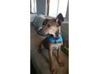 Adopt Buzz a Brown/Chocolate - with Black Manchester Terrier / Rat Terrier /