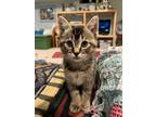 Adopt Fig, Willow Grove PetSmart (FCID 05/07/2024-124) a Brown Tabby Domestic
