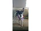 Adopt Woody a White - with Red, Golden, Orange or Chestnut Rat Terrier / Terrier