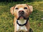 Adopt rosco a Tan/Yellow/Fawn - with White American Pit Bull Terrier / American