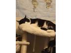Adopt Taz a Black & White or Tuxedo Domestic Mediumhair / Mixed (medium coat)