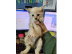 Adopt A686364 a Siamese