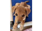 Adopt Cloe a Red/Golden/Orange/Chestnut Mixed Breed (Medium) / Mixed dog in