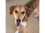 Adopt ISABELLA ROSSELLINI a Labrador Retriever, Mixed Breed