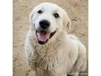 Adopt SNOW WHITE a Great Pyrenees