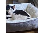 Adopt Oreo a Black & White or Tuxedo Domestic Shorthair / Mixed (short coat) cat