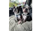 Adopt Wallace and Watson a Brindle - with White Boston Terrier / Mixed dog in