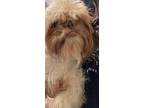 Adopt A688531 a Shih Tzu