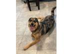 Adopt Doc a Black - with Tan, Yellow or Fawn Australian Shepherd / Mixed dog in