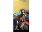 Adopt Kleo a Gray/Blue/Silver/Salt & Pepper Great Dane / Mixed dog in Olathe