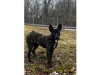 Adopt maxwell a Brindle - with White Belgian Malinois / Shepherd (Unknown Type)