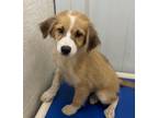Adopt Ella a Black Mouth Cur / Mixed Breed (Medium) / Mixed dog in Tool