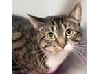 Adopt Simon a Brown Tabby Tabby (short coat) cat in Minneapolis, MN (41500921)