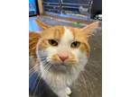 Adopt BING BONG a Domestic Longhair / Mixed (short coat) cat in Wintersville