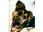 Adopt Elmer Huffman a German Shepherd Dog / Mixed dog in El Dorado