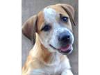 Adopt Roxie Rae a Mountain Cur / Australian Cattle Dog / Mixed dog in El Dorado