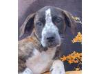 Adopt Millie Mae a Mountain Cur / Australian Cattle Dog / Mixed dog in El