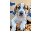Adopt Zoey a Mountain Cur / Australian Cattle Dog / Mixed dog in El Dorado