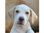 Adopt Polo a Mountain Cur / Australian Cattle Dog / Mixed dog in El Dorado