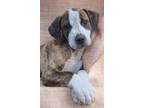 Adopt Marco a Mountain Cur / Australian Cattle Dog / Mixed dog in El Dorado