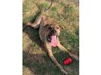 Adopt Bronco a Plott Hound / Mixed dog in Germantown, OH (41498636)