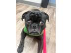 Adopt Marty Feldman a Black Pug / Mixed dog in Wethersfield, CT (41501115)