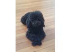 Adopt Shadow a Black Poodle (Miniature) / Mixed dog in Roanoke, VA (41500898)