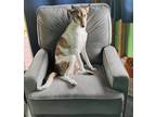 Adopt Kya a White - with Brown or Chocolate Whippet / Mixed dog in Honolulu