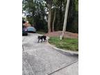 Adopt Menace a Black - with White American Pit Bull Terrier / Mixed dog in