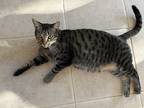 Adopt Goose a Tiger Striped Domestic Shorthair (short coat) cat in Summerfield