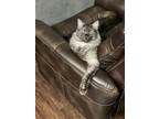 Adopt Loki a Gray or Blue (Mostly) Domestic Longhair / Mixed (medium coat) cat