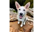Adopt Bumble a Shepherd (Unknown Type) / Husky / Mixed dog in Fayetteville