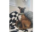 Adopt Spanky a Brown/Chocolate - with White Boxer / Mixed dog in Buckeye