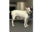 Adopt Max a White - with Brown or Chocolate Beagle / Hound (Unknown Type) /