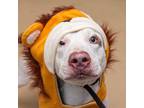 Adopt Romeo a American Pit Bull Terrier / Mixed dog in Des Moines, IA (41500666)