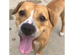 Adopt Cynthia a American Pit Bull Terrier / Mixed dog in Des Moines