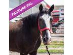 Adopt Spork a Paint/Pinto / Gaited / Mixed horse in Des Moines, IA (41500662)