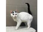 Adopt sycamore a White (Mostly) Domestic Shorthair (short coat) cat in Marion