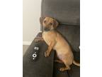 Adopt Koda a Brown/Chocolate Dachshund / Pug / Mixed dog in La Feria