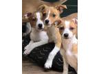 Adopt Rat Terrior X puppies a Brown/Chocolate - with White Rat Terrier /