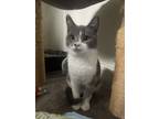 Adopt Ness a Gray, Blue or Silver Tabby Domestic Mediumhair / Mixed (medium