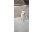 Adopt Squish a Orange or Red Tabby Tabby / Mixed (short coat) cat in Burleson