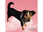 Adopt Cheyenne a Merle Australian Cattle Dog / Mixed dog in New Castle