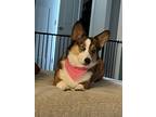 Adopt Kiko a Tricolor (Tan/Brown & Black & White) Pembroke Welsh Corgi / Mixed