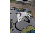 Adopt Meechi a Black & White or Tuxedo Domestic Mediumhair / Mixed (medium coat)