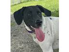 Adopt Lola a White - with Black German Shorthaired Pointer / Mixed dog in Tioga