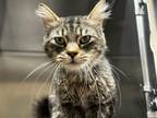 Adopt captain grandpa a Brown Tabby Domestic Mediumhair (medium coat) cat in